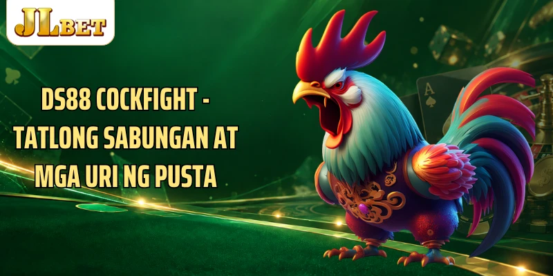 DS88 Cockfight - Tatlong Sabungan At Mga Uri Ng Pusta